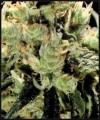 GREEN HOUSE SEEDS - Super Lemon Haze