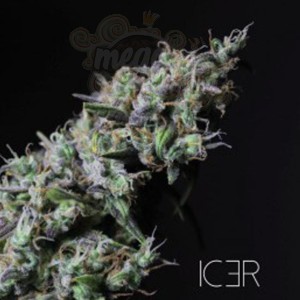 R-KIEM SEEDS - Icer