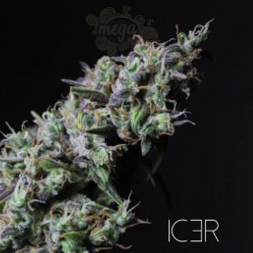 R-KIEM SEEDS - Icer