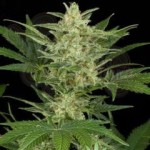 Dark Jack Auto