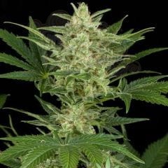 Dark Jack Auto