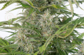 DINAFEM - Cheese Autoflowering CBD