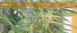 ELITE SEEDS - Elite 47