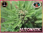 BIG BUDDHA SEEDS - Automatic