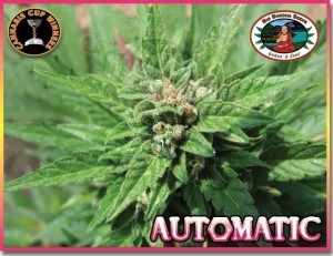 BIG BUDDHA SEEDS - Automatic