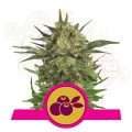 ROYAL QUEEN SEEDS - Haze Berry