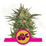 ROYAL QUEEN SEEDS - Haze Berry
