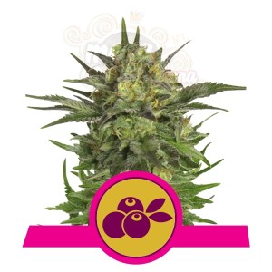 ROYAL QUEEN SEEDS - Haze Berry