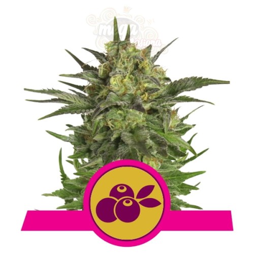 ROYAL QUEEN SEEDS - Haze Berry