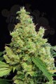 DINAFEM - Blue Hash