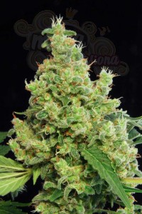 DINAFEM - Blue Hash