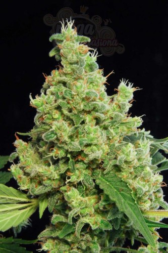 DINAFEM - Blue Hash