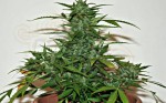 WHITE LABEL - Snow Ryder Auto