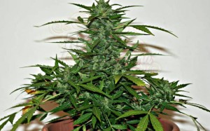 WHITE LABEL - Snow Ryder Auto