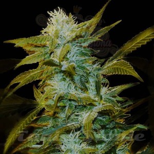 GENEHTIK - Super Silver Bilbo