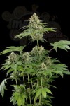 DINAFEM - Moby Dick