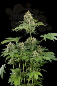DINAFEM - Moby Dick