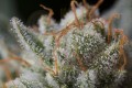 DINAFEM - Gorilla