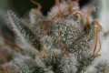 DINAFEM - Gorilla