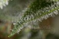 DINAFEM - Gorilla