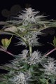 DINAFEM - Ocean Grown Cookies