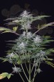 DINAFEM - Ocean Grown Cookies