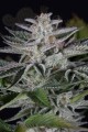 DINAFEM - Ocean Grown Cookies