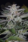 DINAFEM - Ocean Grown Cookies