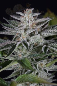 DINAFEM - Ocean Grown Cookies