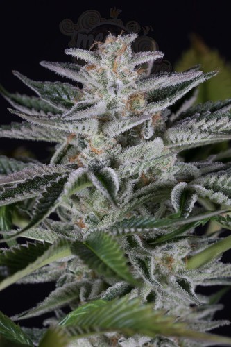 DINAFEM - Ocean Grown Cookies
