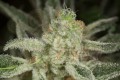 DINAFEM - Ocean Grown Cookies