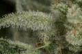 DINAFEM - Ocean Grown Cookies