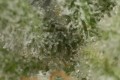 DINAFEM - Ocean Grown Cookies