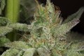 DINAFEM - Ocean Grown Cookies