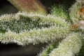 DINAFEM - Ocean Grown Cookies