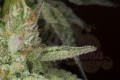 DINAFEM - Ocean Grown Cookies