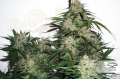 DUTCH PASSION - Auto Glueberry O.G.®