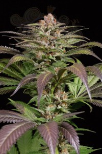 DINAFEM - Purps #1