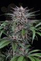 DINAFEM - Quick Kush 