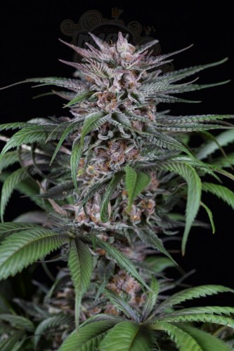 DINAFEM - Quick Kush 