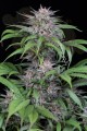 DINAFEM - Quick Kush 
