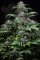 DINAFEM - Quick Kush 