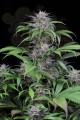 DINAFEM - Quick Kush 