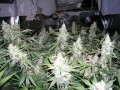 NIRVANA - Northern Light Auto