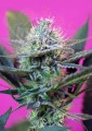 SWEET SEEDS - +Speed Auto (60dni)