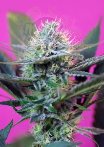 SWEET SEEDS - +Speed Auto