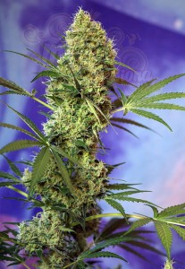 SWEET SEEDS - Big Devil Auto