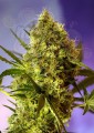 SWEET SEEDS - Big Devil #2 Auto