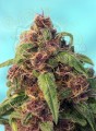 SWEET SEEDS - Red Mandarine F1 Fast Version