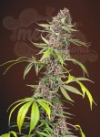 SWEET SEEDS - Red Mandarine F1 Fast Version